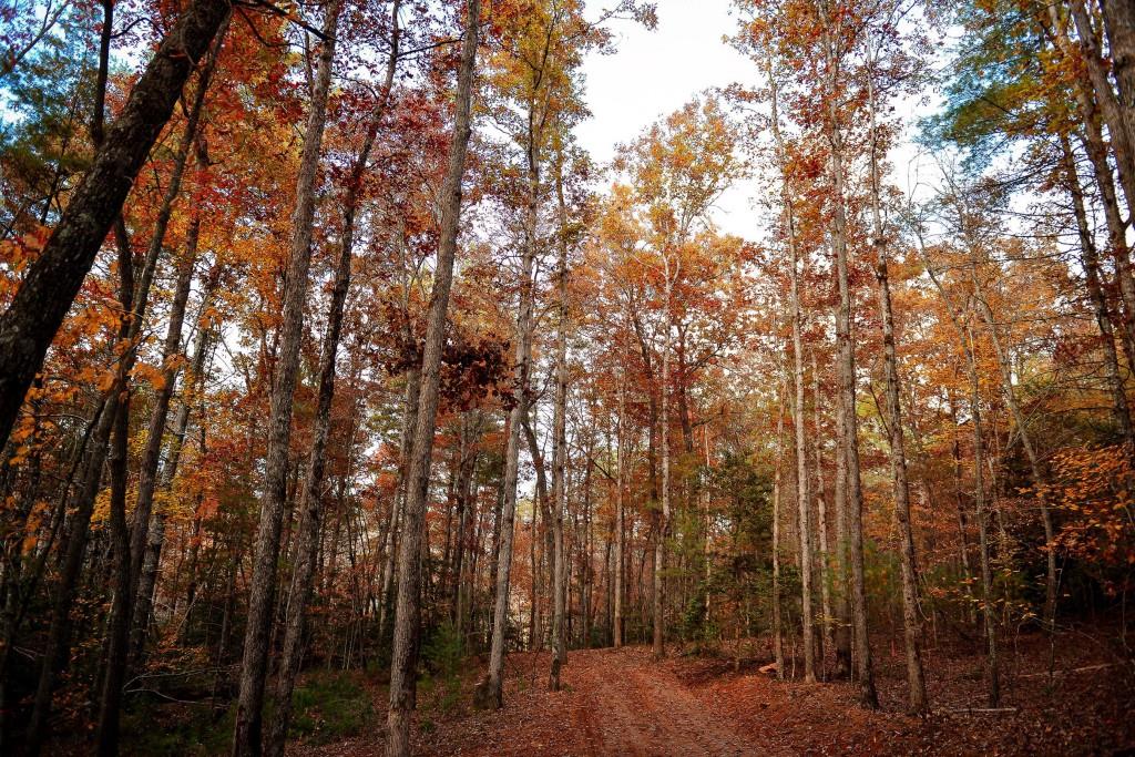 TRACT Ponderosa Drive, Epworth, Georgia image 16