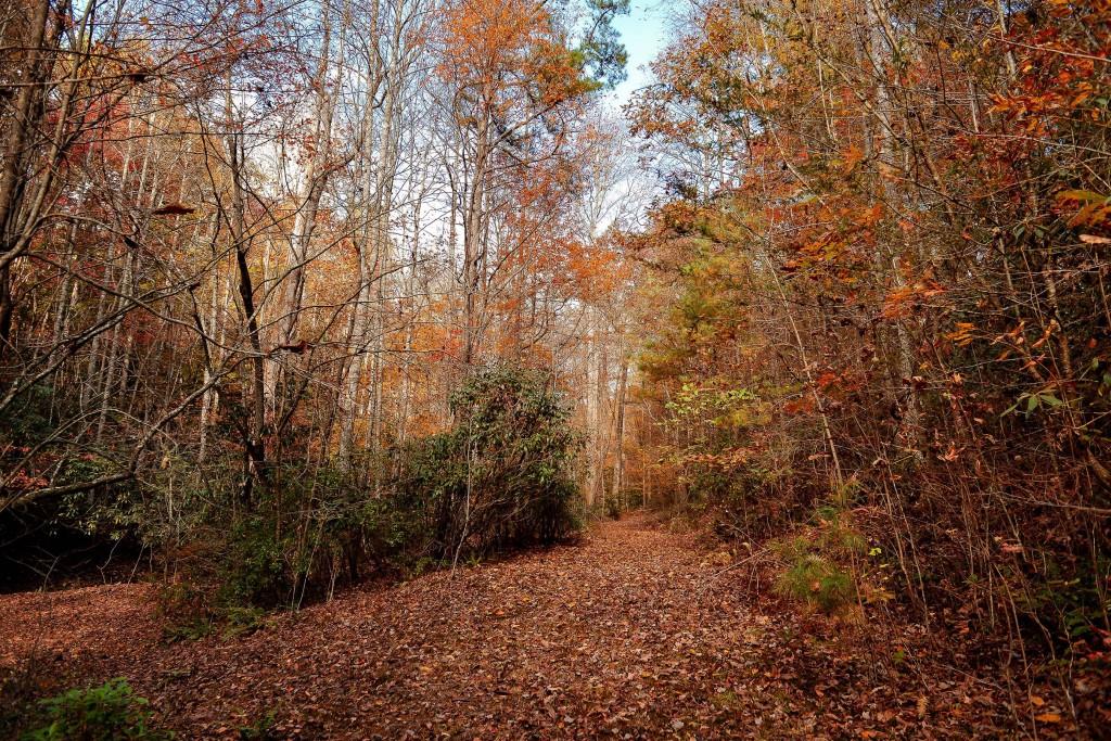 TRACT Ponderosa Drive, Epworth, Georgia image 19