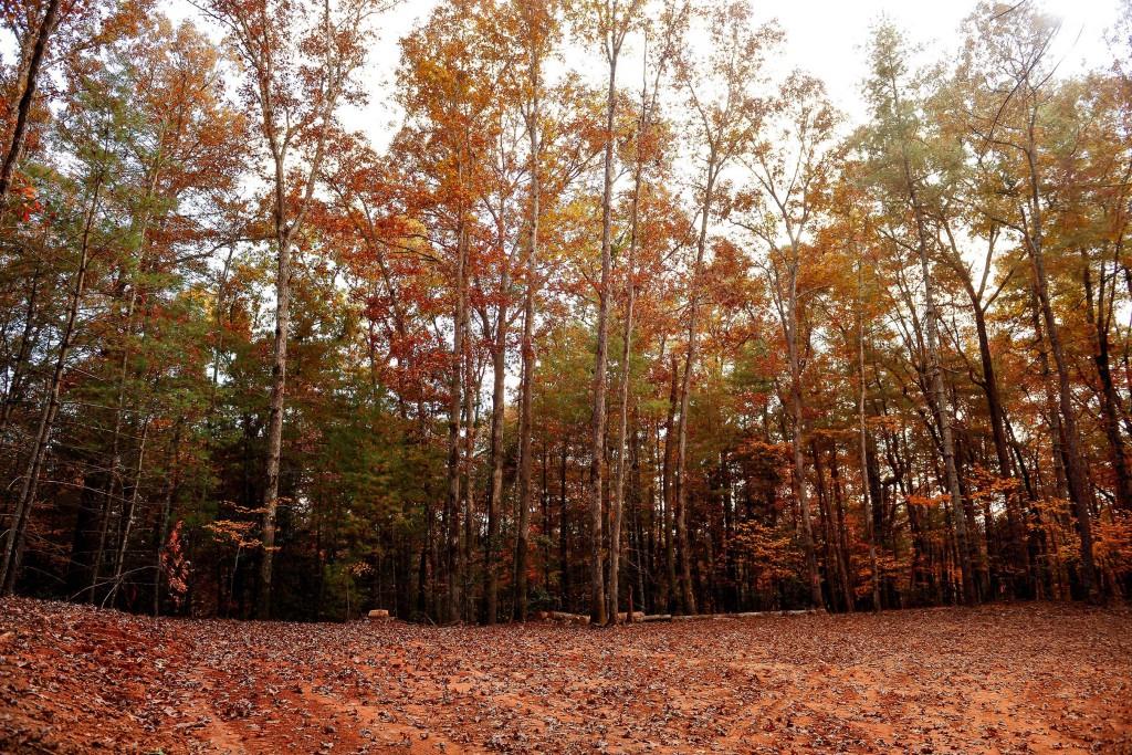 TRACT Ponderosa Drive, Epworth, Georgia image 4