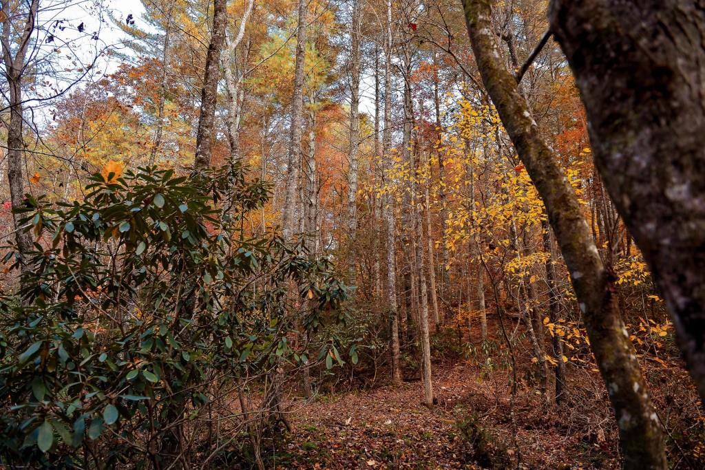 TRACT Ponderosa Drive, Epworth, Georgia image 20