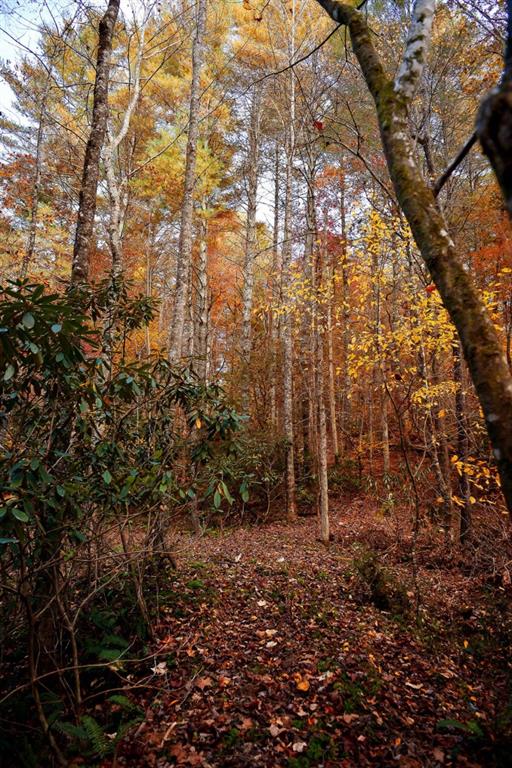 TRACT Ponderosa Drive, Epworth, Georgia image 29