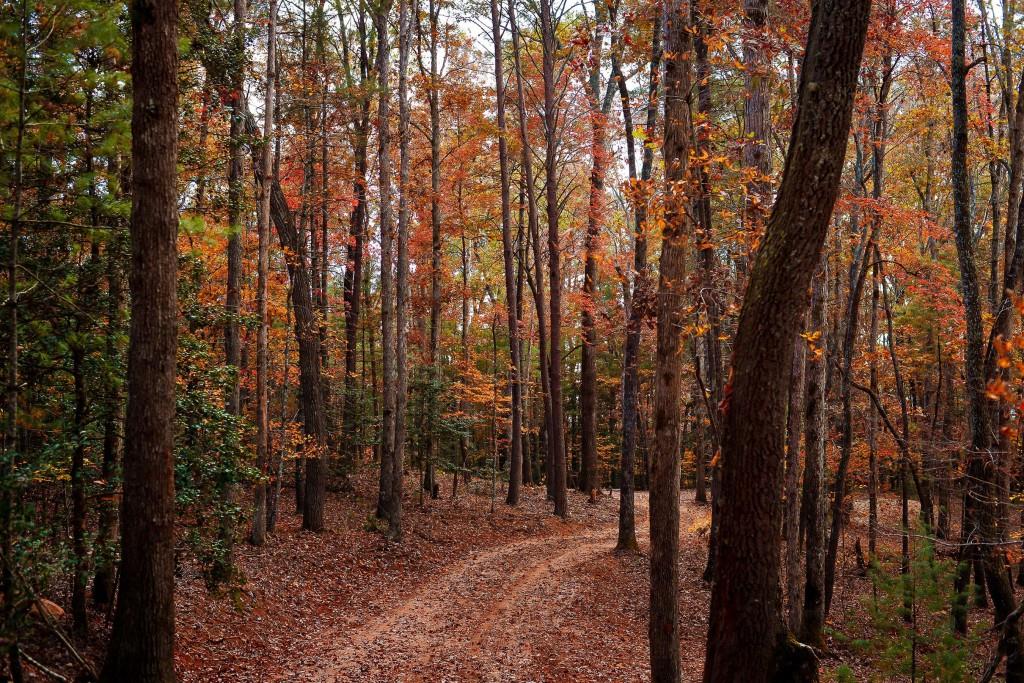 TRACT Ponderosa Drive, Epworth, Georgia image 11