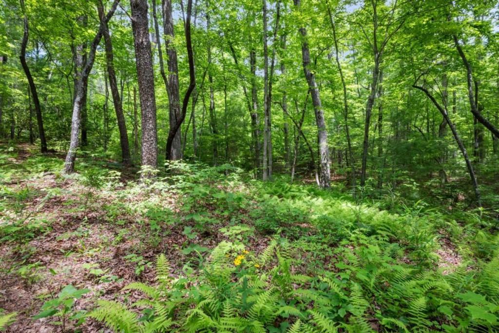 57.64 AC Mountain Ash Road
