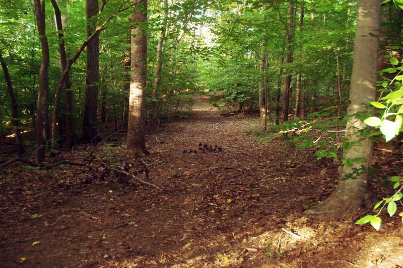 511 Fontaine Road SW