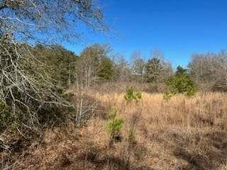 871 Eufalula Highway, Fort Gaines, Georgia image 2