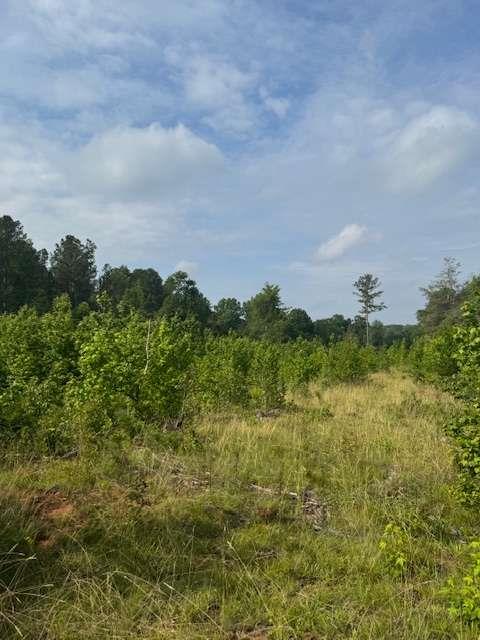 Old Salem Road, Watkinsville, Georgia image 4