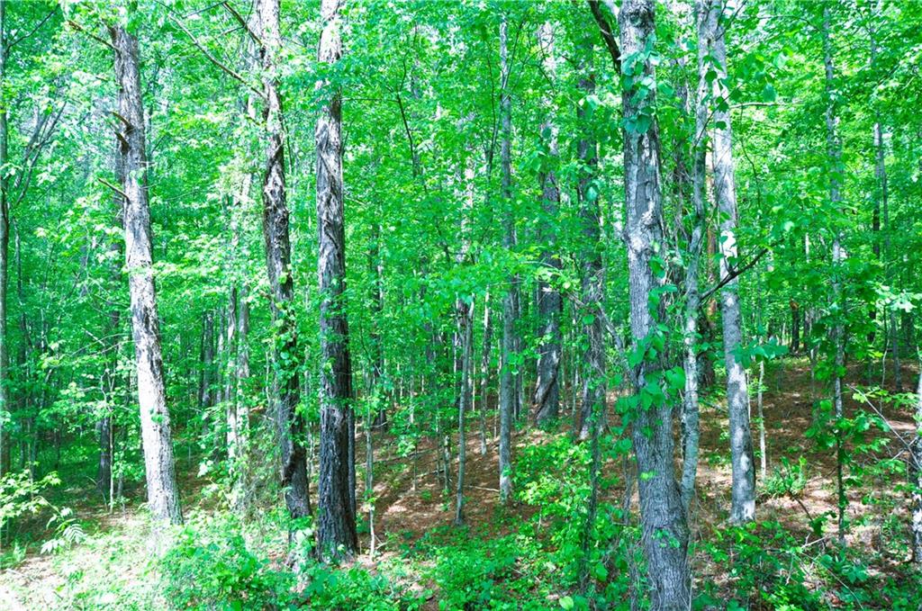 00 Coppermine Road, Buchanan, Georgia image 3