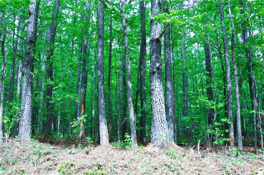 00 Coppermine Road, Buchanan, Georgia image 4
