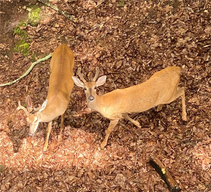 Lake Arrowhead - Residential