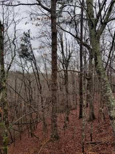 Bumpy Trail, Dawsonville, Georgia image 3