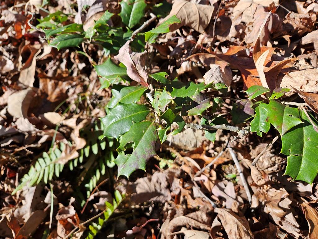 Bumpy Trail, Dawsonville, Georgia image 9