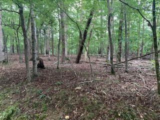 Did we say FLAT, LEVEL, and in Bent Tree. This type lot is hard to find in Bent Tree. Build your new/retirement home on this FLAT 0.93 acre lot in the North Georgia Mountains, a little over 1 hour from Atlanta. Bent Tree is a 3500 acre community and features: 24/7 security, fire department, private water system, a 110 acre lake for fishing and kayaking with a beach area, an 18 hole golf course, tennis and pickleball courts (indoors and outdoors), two pools, hiking trails, restaurant, and many other services and conveniences. This lot is perfect for Mountain Living.