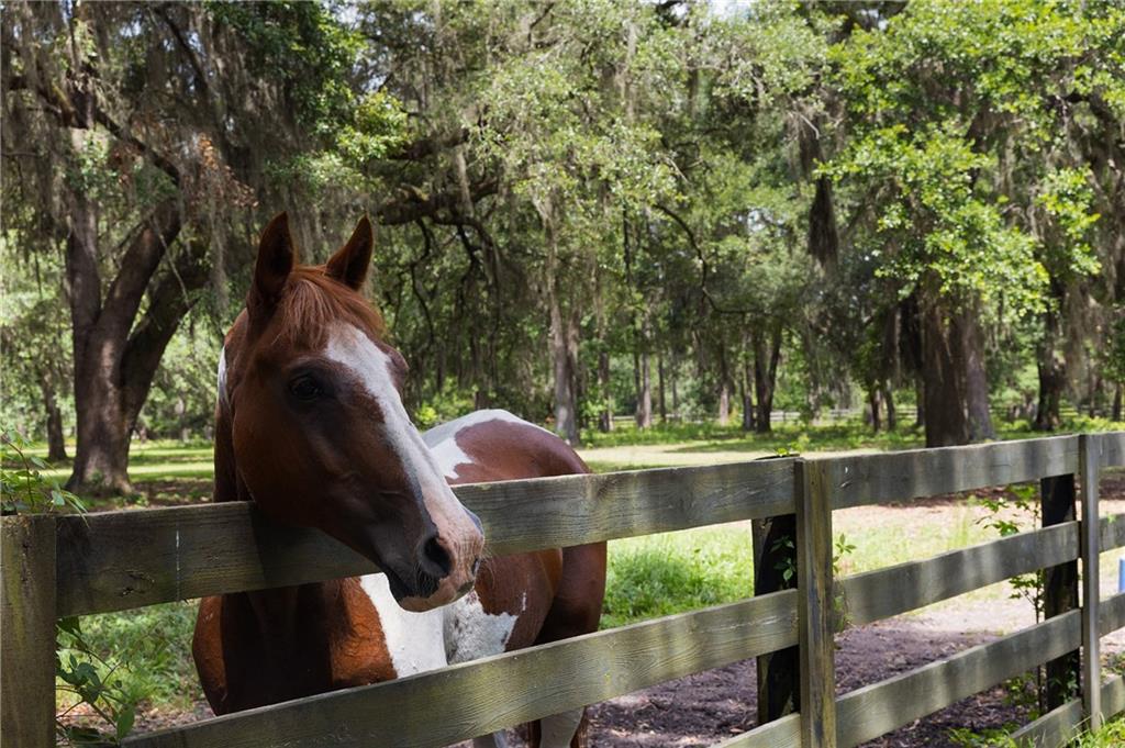 Hampton Island - Residential