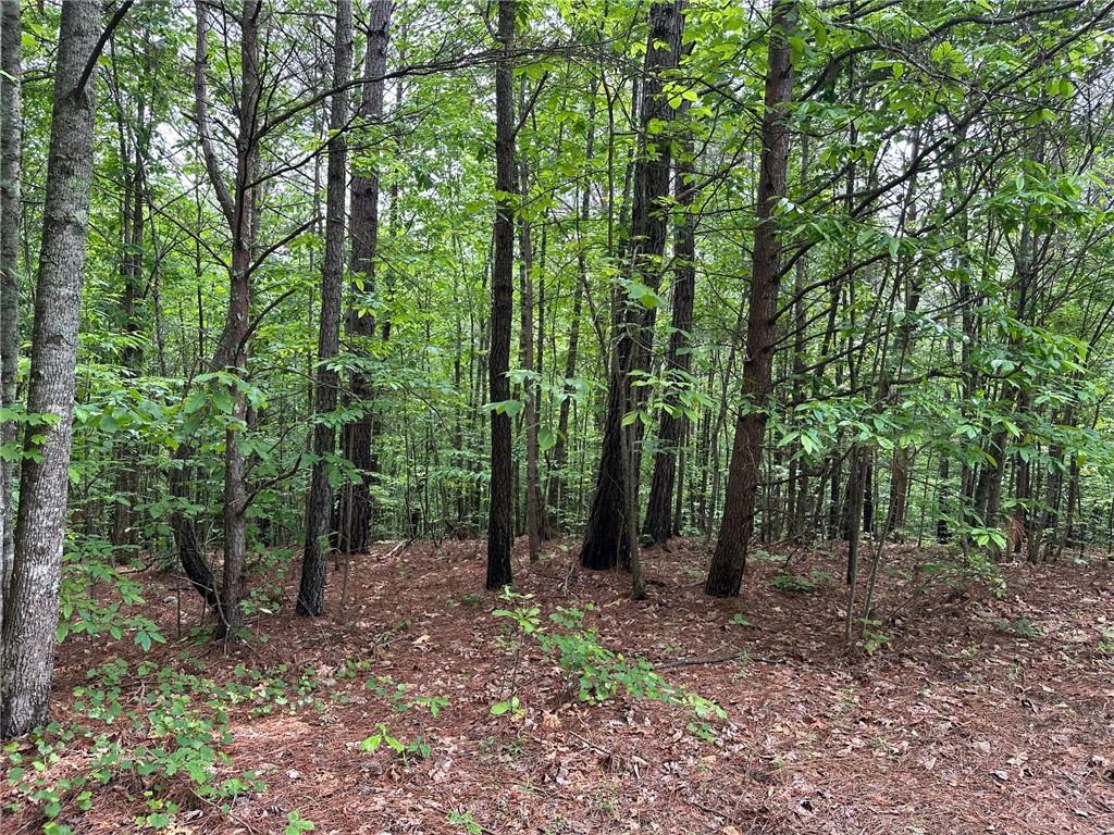 6.5-/+ Larmon Forks, Dahlonega, Georgia image 5