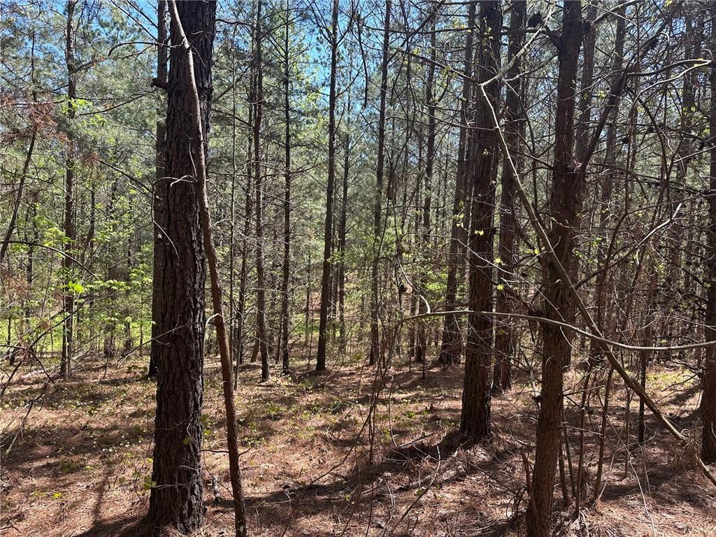 6.5-/+ Larmon Forks, Dahlonega, Georgia image 9