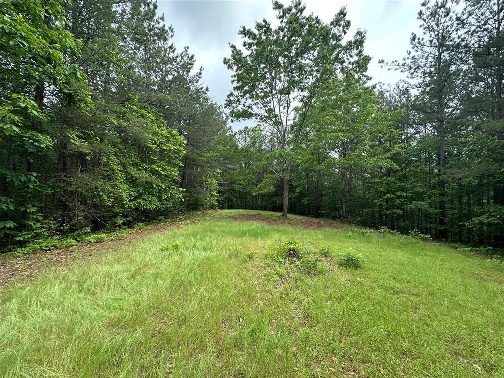6.5-/+ Larmon Forks, Dahlonega, Georgia image 3