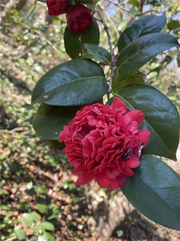 Marietta, Georgia 30068, United States, 4 Bedrooms Bedrooms, ,3 BathroomsBathrooms,Residential,Active,171200