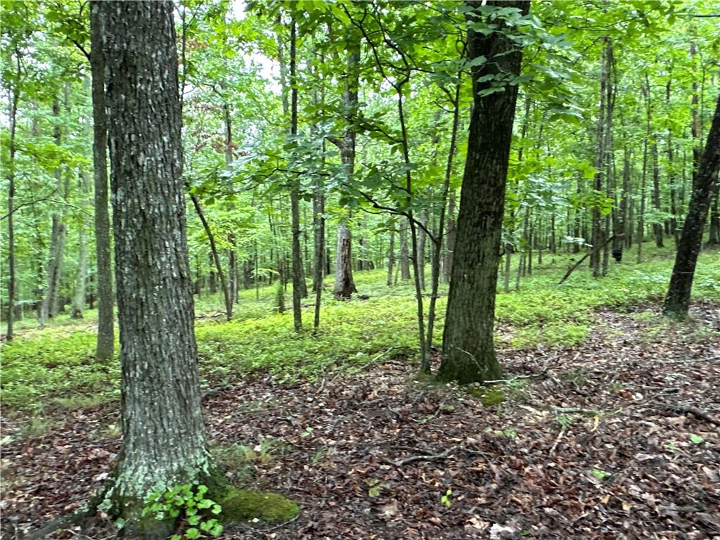 Jackson Chapel Road, Cave Spring, Georgia image 7