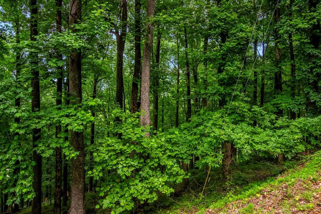 M165 Walnut Mountain, Ellijay, Georgia image 14
