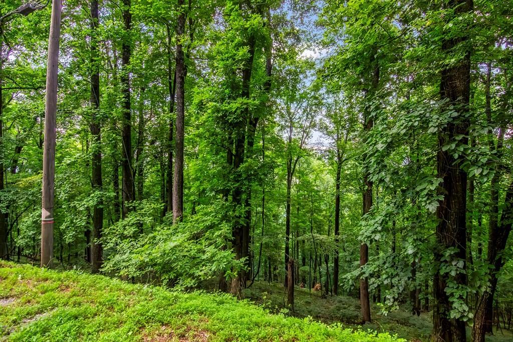 M165 Walnut Mountain, Ellijay, Georgia image 10