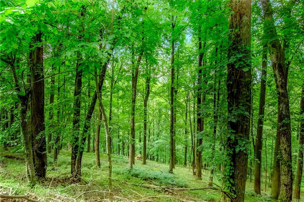 M165 Walnut Mountain, Ellijay, Georgia image 1