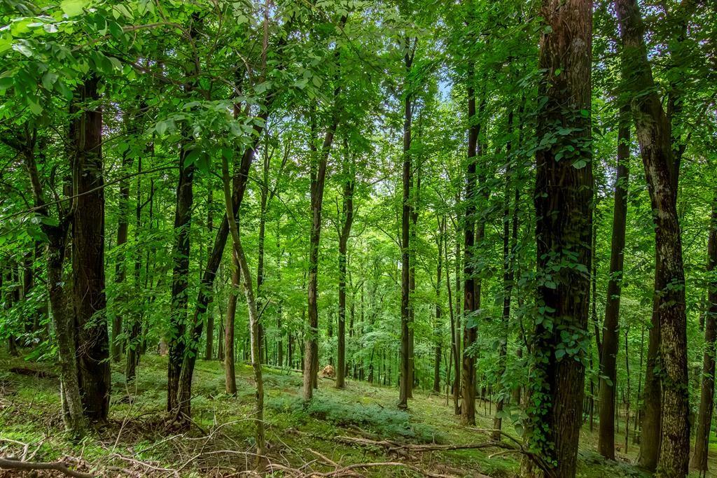 M165 Walnut Mountain, Ellijay, Georgia image 2