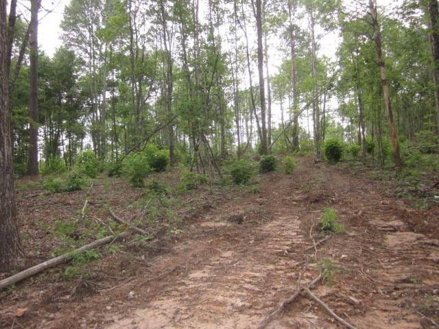 Bear Creek Road, Talking Rock, Georgia image 38