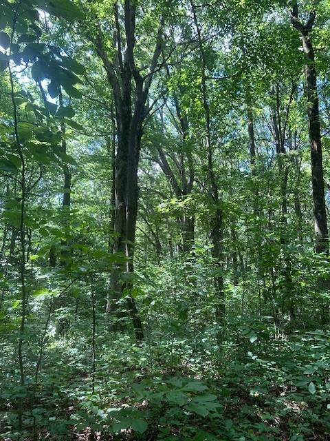 Burnt Mountain Road, Ellijay, Georgia image 2