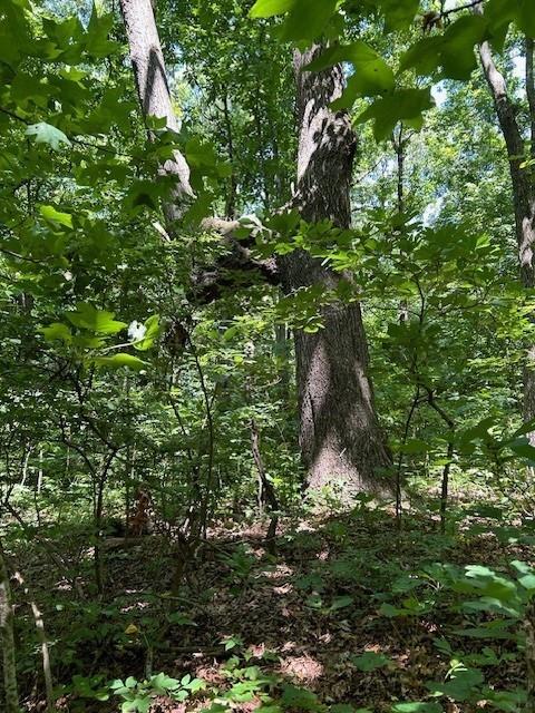 Burnt Mountain Road, Ellijay, Georgia image 7