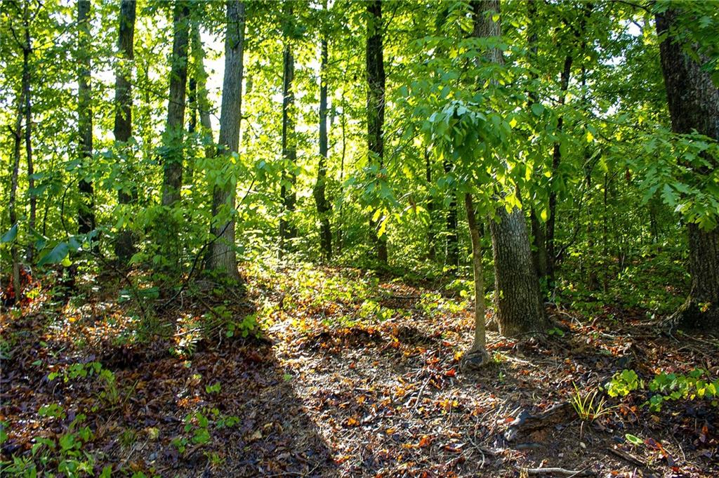 Blue Jay Place, Toccoa, Georgia image 5