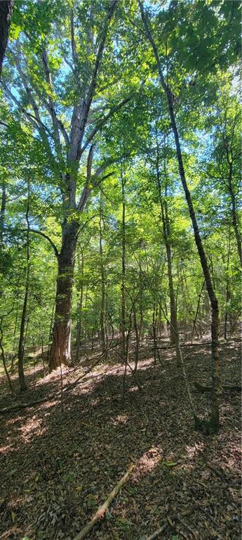 5 Ripplewood Trail