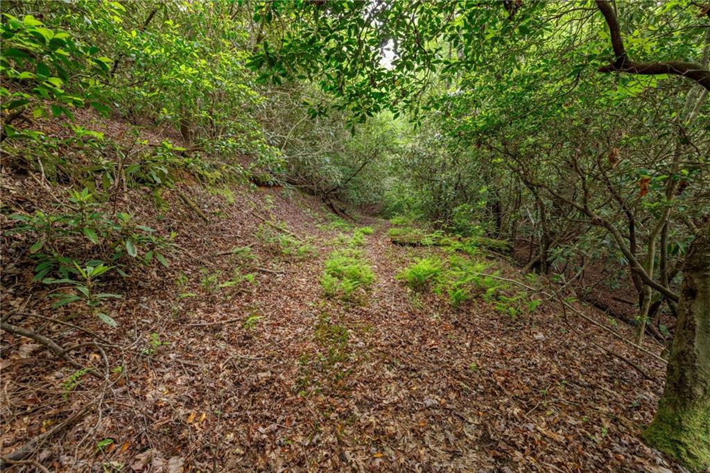 Mountain Lion Trail, Sautee Nacoochee, Georgia image 41