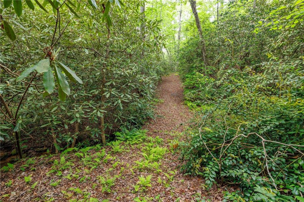 Mountain Lion Trail, Sautee Nacoochee, Georgia image 42