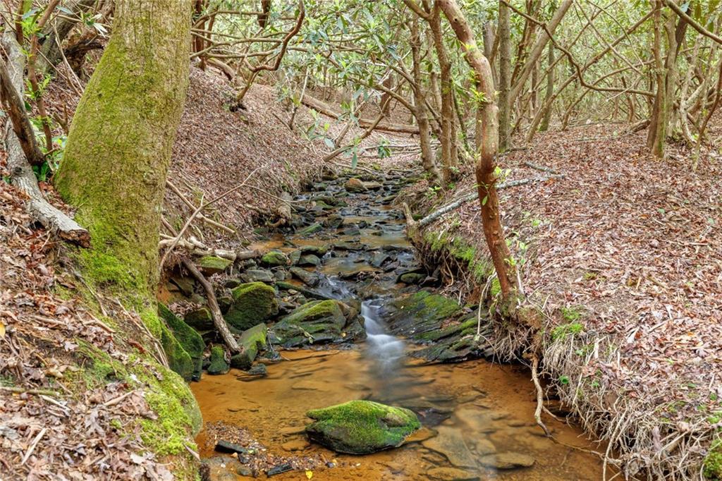 Mountain Lion Trail, Sautee Nacoochee, Georgia image 47