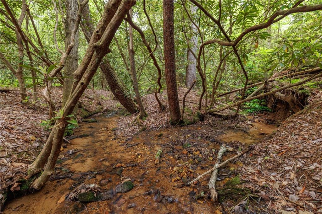 Mountain Lion Trail, Sautee Nacoochee, Georgia image 35