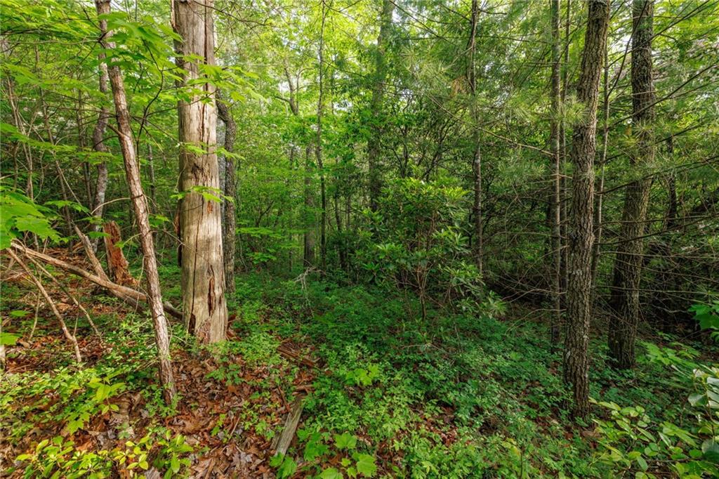 Mountain Lion Trail, Sautee Nacoochee, Georgia image 30
