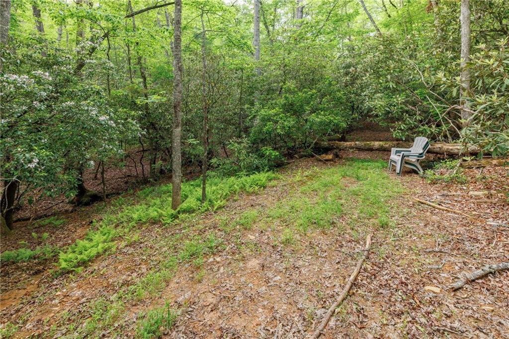 Mountain Lion Trail, Sautee Nacoochee, Georgia image 31