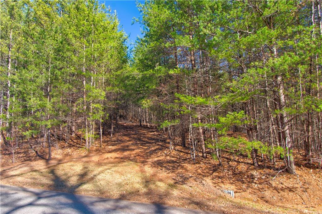 Placer Mining Road, Dahlonega, Georgia image 6