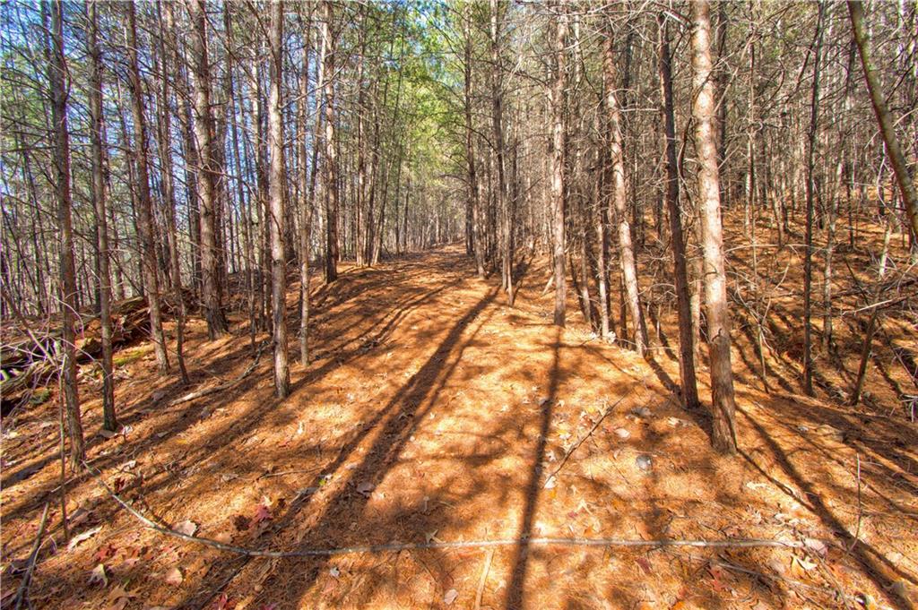 Placer Mining Road, Dahlonega, Georgia image 4