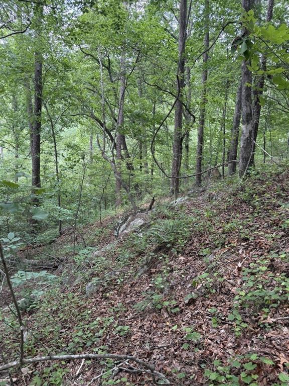 Thunderhead Trail, Demorest, Georgia image 19