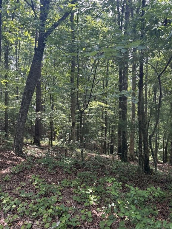 Thunderhead Trail, Demorest, Georgia image 22
