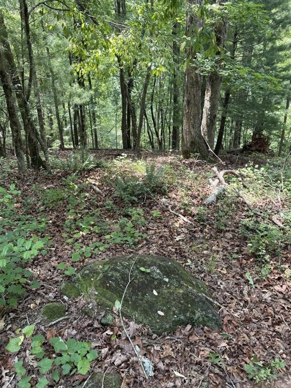 Thunderhead Trail, Demorest, Georgia image 18