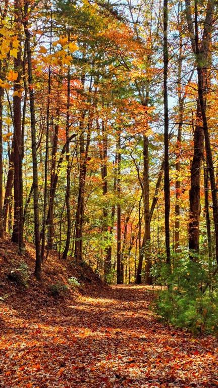 LOT 4 Gold Ridge Trail