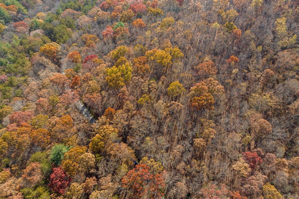 LOT 7 Joseph Anderson Trail, Ellijay, Georgia image 9