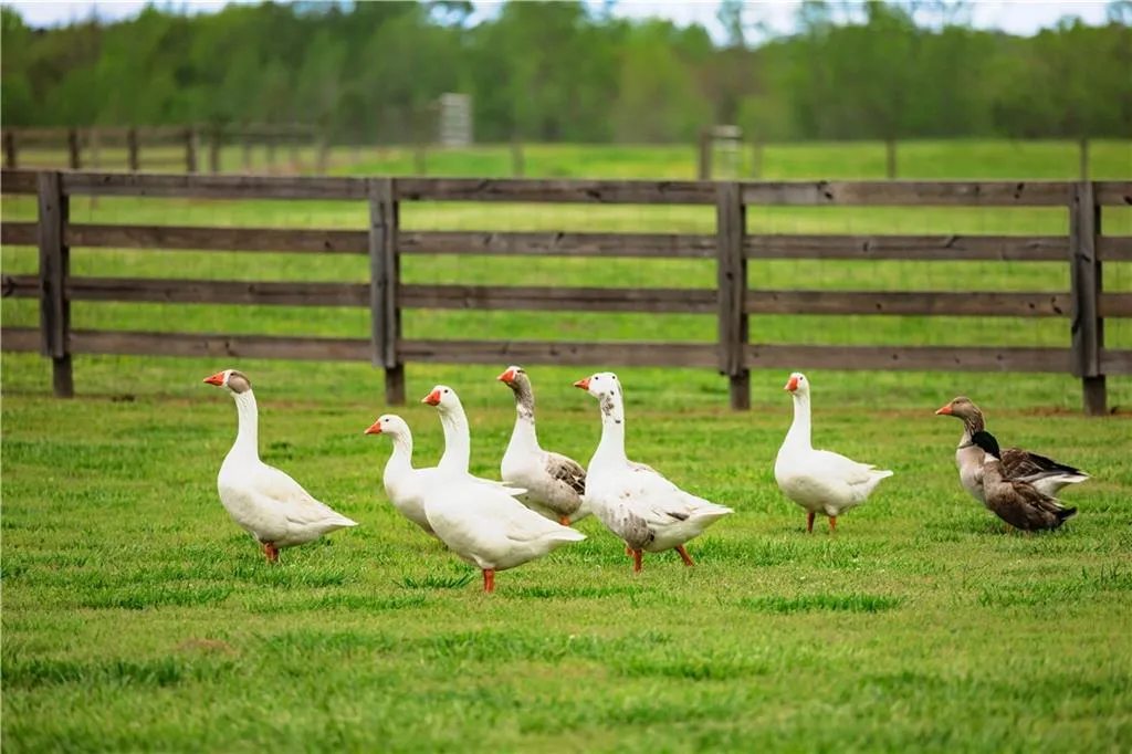 Greenville, Georgia 30222, United States, 6 Bedrooms Bedrooms, ,6 BathroomsBathrooms,Residential,Active,61820