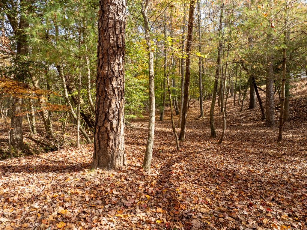 51.96 Laughing Bird Lane, Ellijay, Georgia image 11