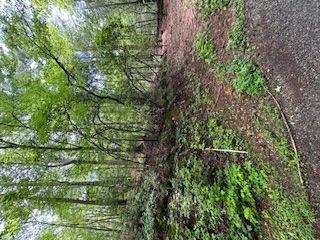 Ts Jarrard Rd, Unit Tract 3, Dahlonega, Georgia image 7