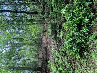 Ts Jarrard Rd, Unit Tract 3, Dahlonega, Georgia image 9