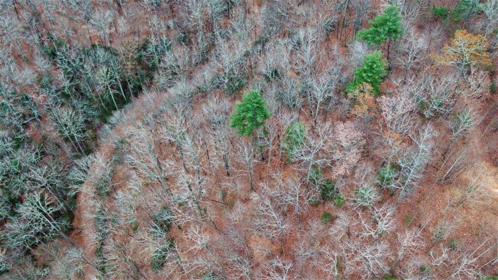 333 Favor Lane, Rabun Gap, Georgia image 12