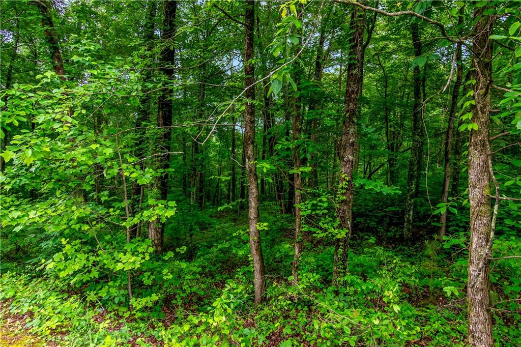 Lot 44 Harris Creek Drive, Ellijay, Georgia image 14